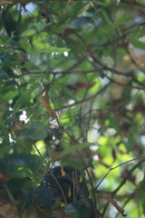 Boiga melanota