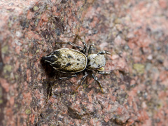 Heliophanus potanini