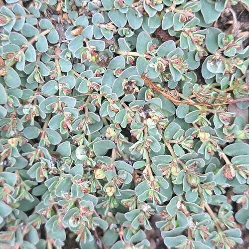 caustic weed (Euphorbia dallachyana)
