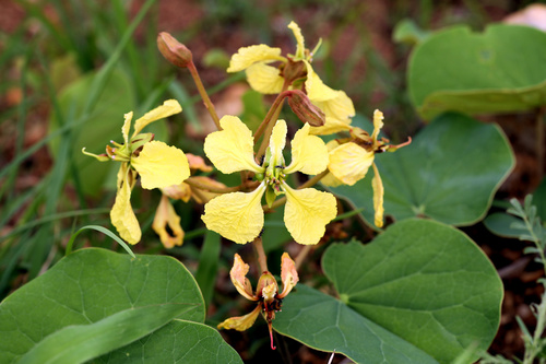 Tylosema fassoglense