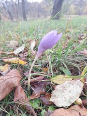 Crocus banaticus, photograph author not stated, no rights reserved