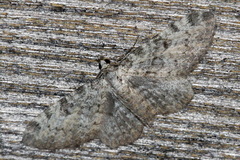 Eupithecia semigraphata