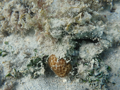 Leptastrea purpurea observed 2025-10-25