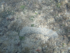 クロナマコ