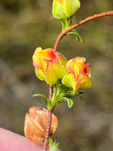 Angular Dollsrose (Hermannia angularis)