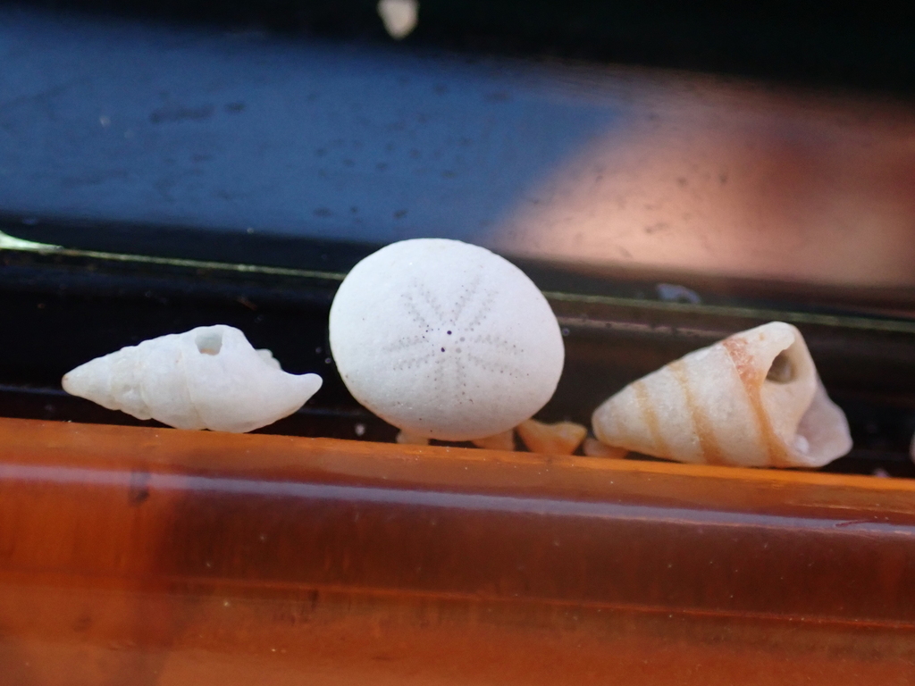 Echinocyamus incertus