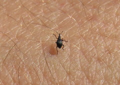 Protapion ruficrus