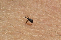 Protapion ruficrus