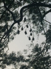 Pteropus giganteus