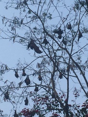 Pteropus giganteus