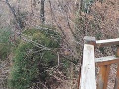 Pterorhinus sannio