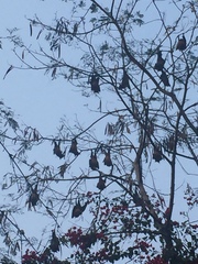 Pteropus giganteus