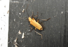 Chauliognathus cinguliventris