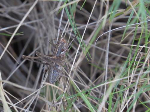 Konjic grmušar (Rhacocleis germanica)