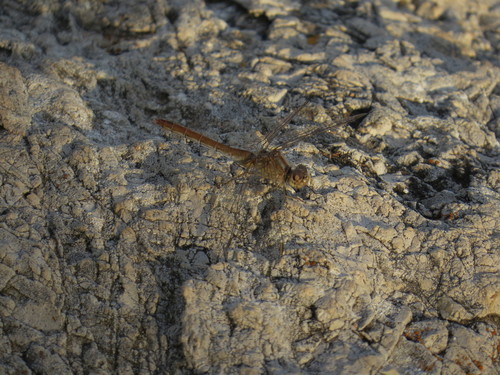 Južni strijelac (Sympetrum meridionale)