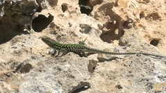 Podarcis siculus