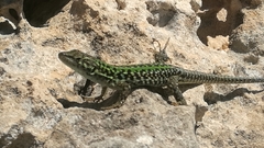 Podarcis siculus