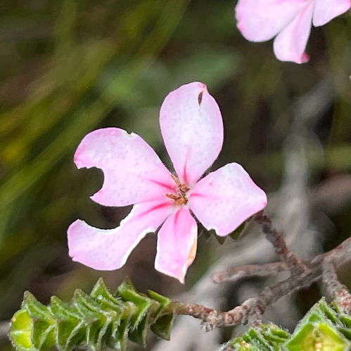 Acmadenia tetragona, photograph 6