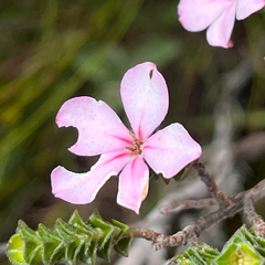 Acmadenia tetragona, photograph (c) Dave U, some rights reserved (CC BY-SA)