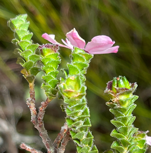 Outeniqua Porcelainflower (Acmadenia tetragona)