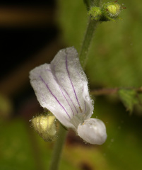 Equilabium laxiflorum