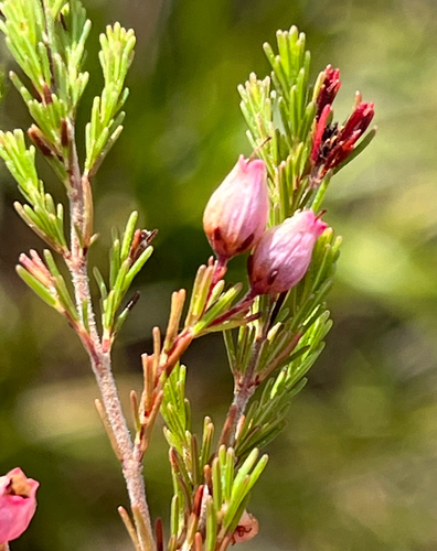 Signal Heath (Erica nutans)