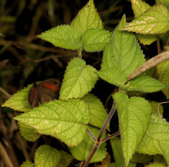 Equilabium laxiflorum