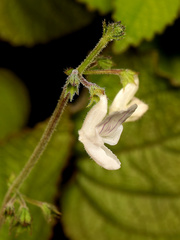 Equilabium laxiflorum