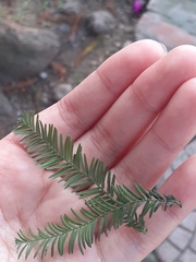Metasequoia glyptostroboides