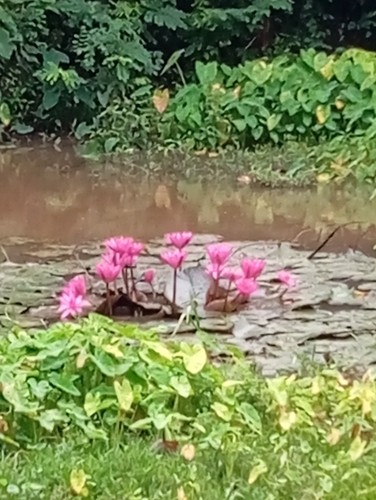 Red water lily