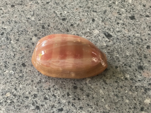 Cypraea leviathan, 2025-10-22