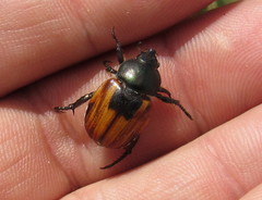 Anisoplia austriaca