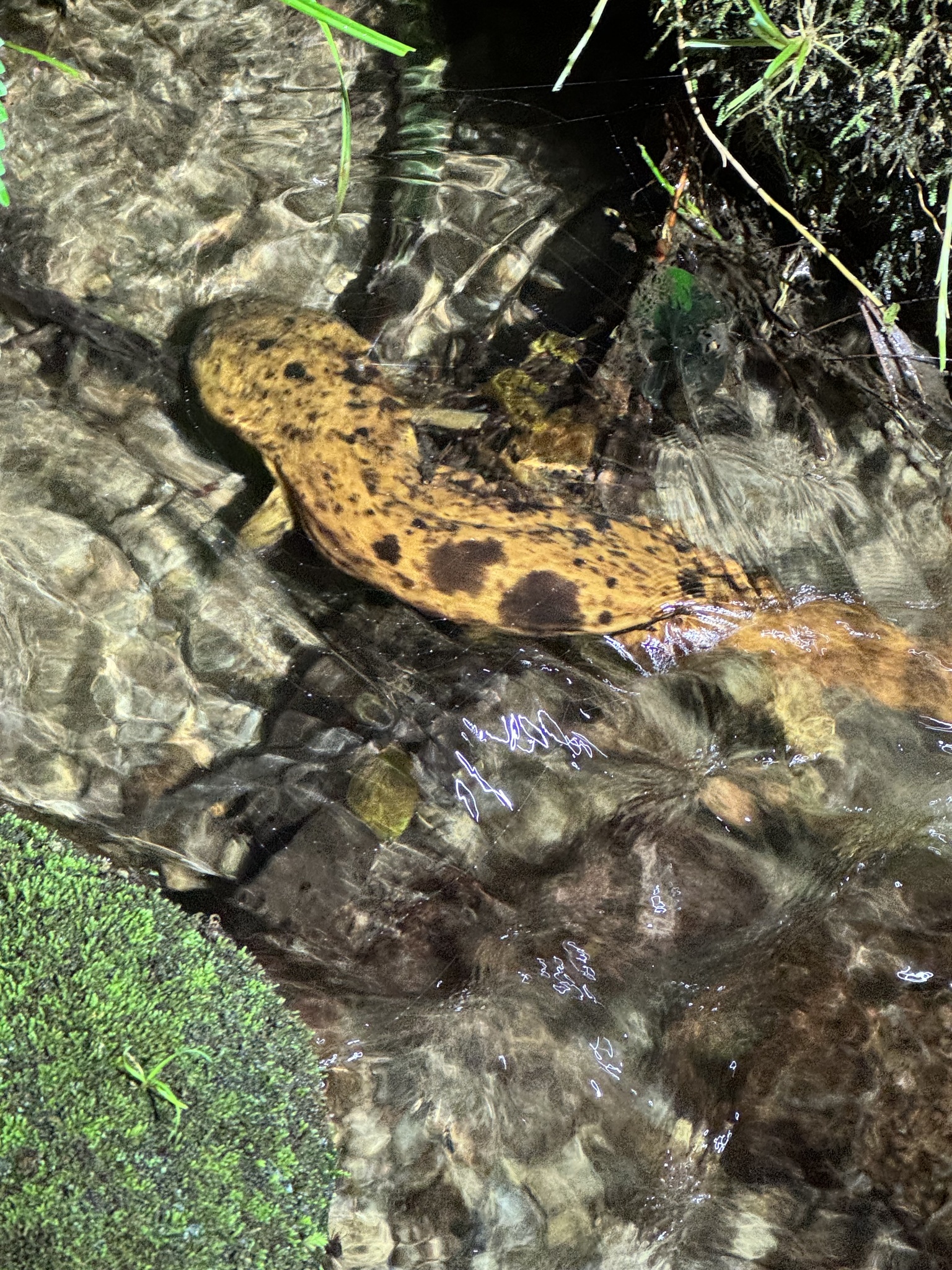 Andrias japonicus (Temminck, 1836)