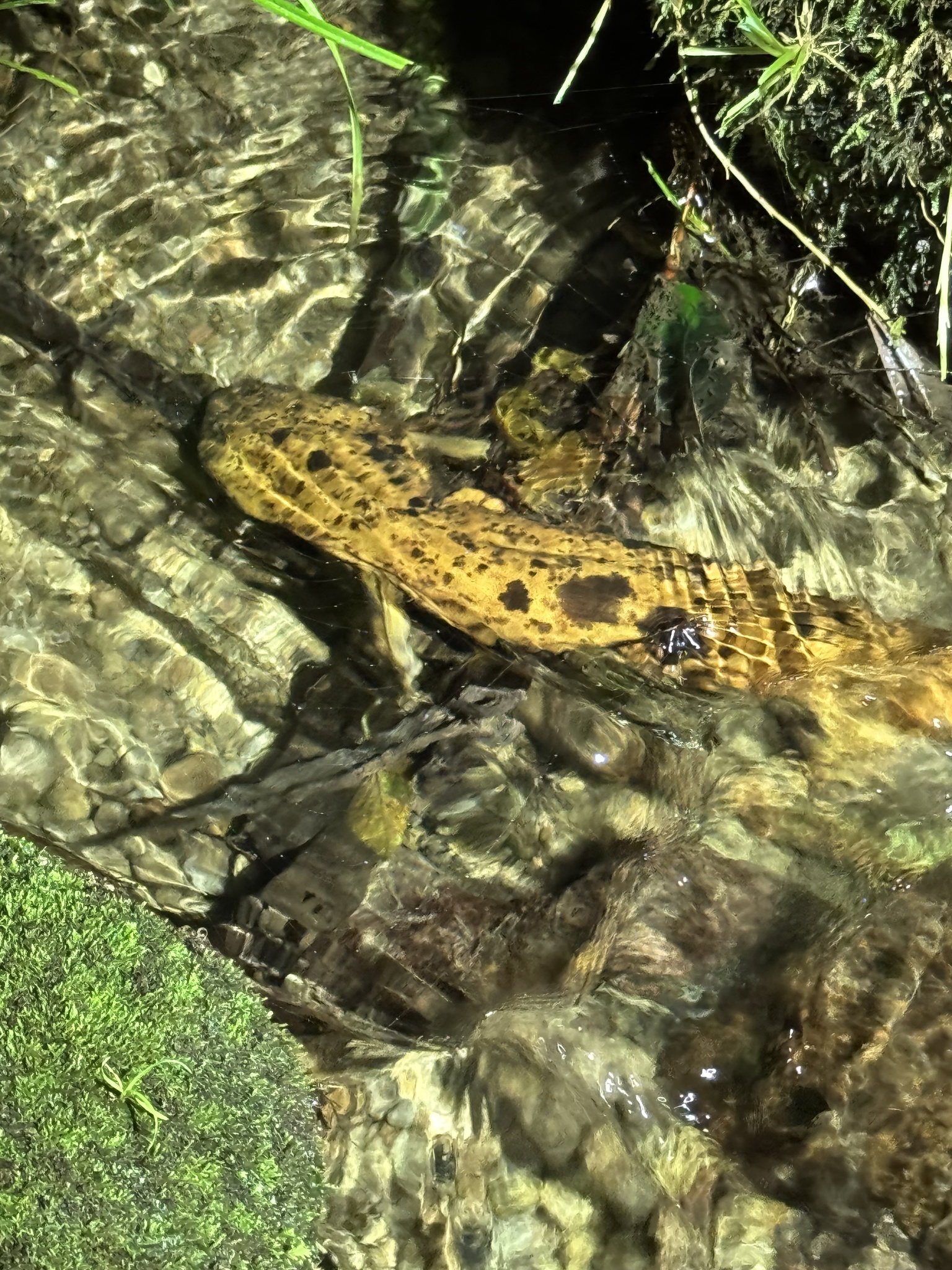 Andrias japonicus (Temminck, 1836)