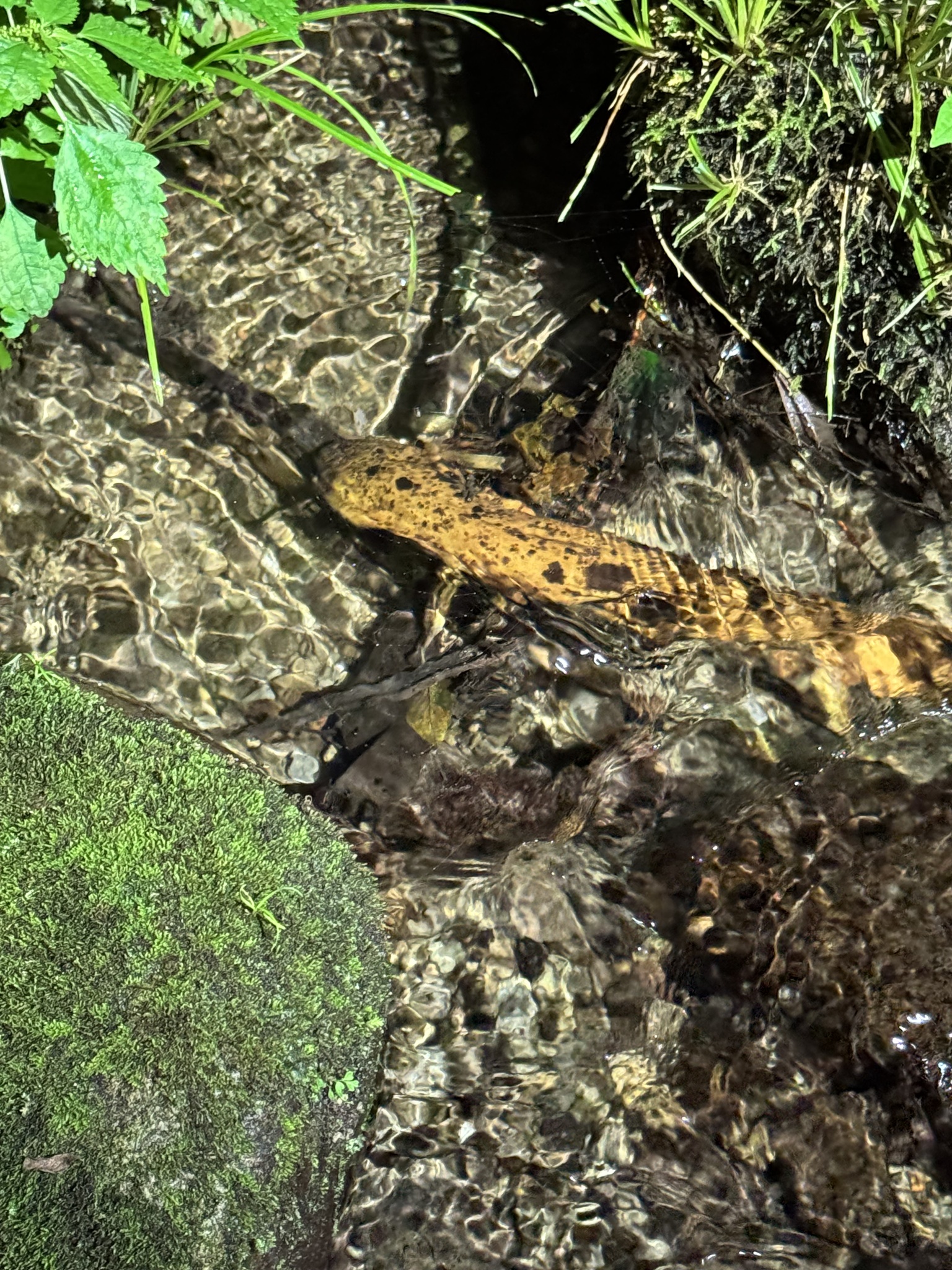 Andrias japonicus (Temminck, 1836)