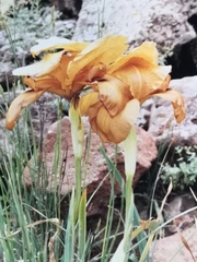 Iris auranitica