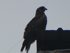 Milvus migrans