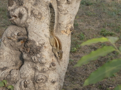 Funambulus pennantii