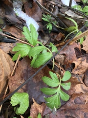 Hydrophyllum virginianum