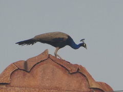 Pavo cristatus