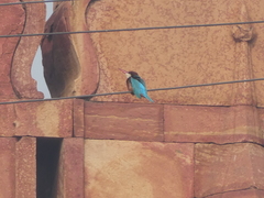 Halcyon smyrnensis