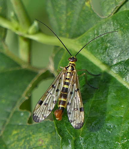 German Scorpionfly