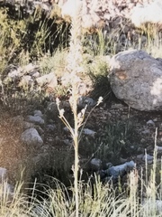 Asphodeline globifera