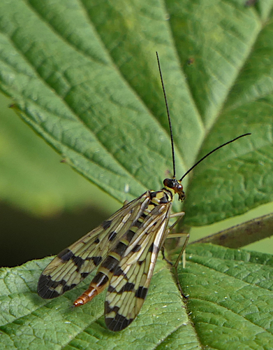 Common scorpionfly