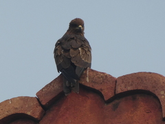 Milvus migrans