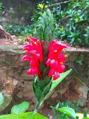 Pachystachys coccinea