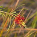 Melaleuca pachyphylla - Photo (c) Reiner Richter,  זכויות יוצרים חלקיות (CC BY-NC-SA), הועלה על ידי Reiner Richter