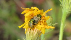 Cryptocephalus laetus