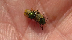 Cryptocephalus laetus