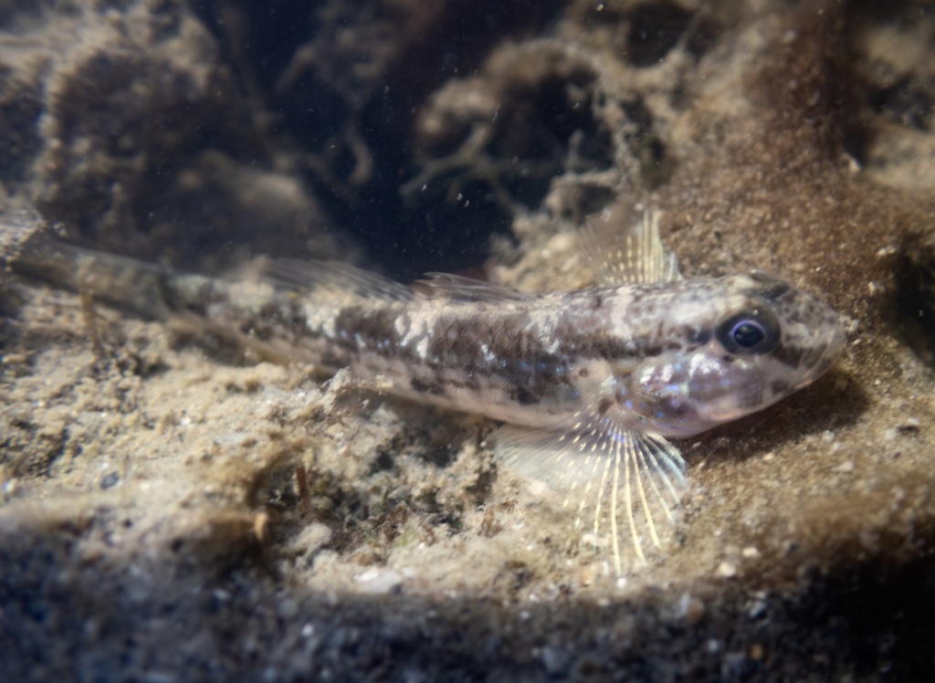 Acentrogobius madraspatensis